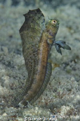 Sailfin Blenny from Cozumel Island in Mexico.

Nikon D7... by Iskander Itriago 